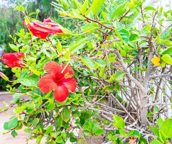 Sea Garden Appartamento *