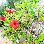 Sea Garden דירה *